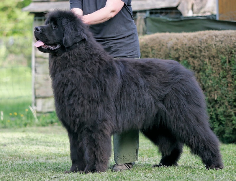 Duke Des sentiers normands