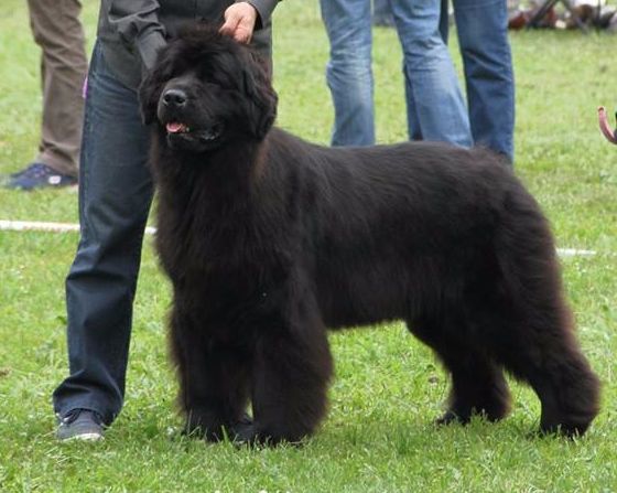 Isadora Des sentiers normands