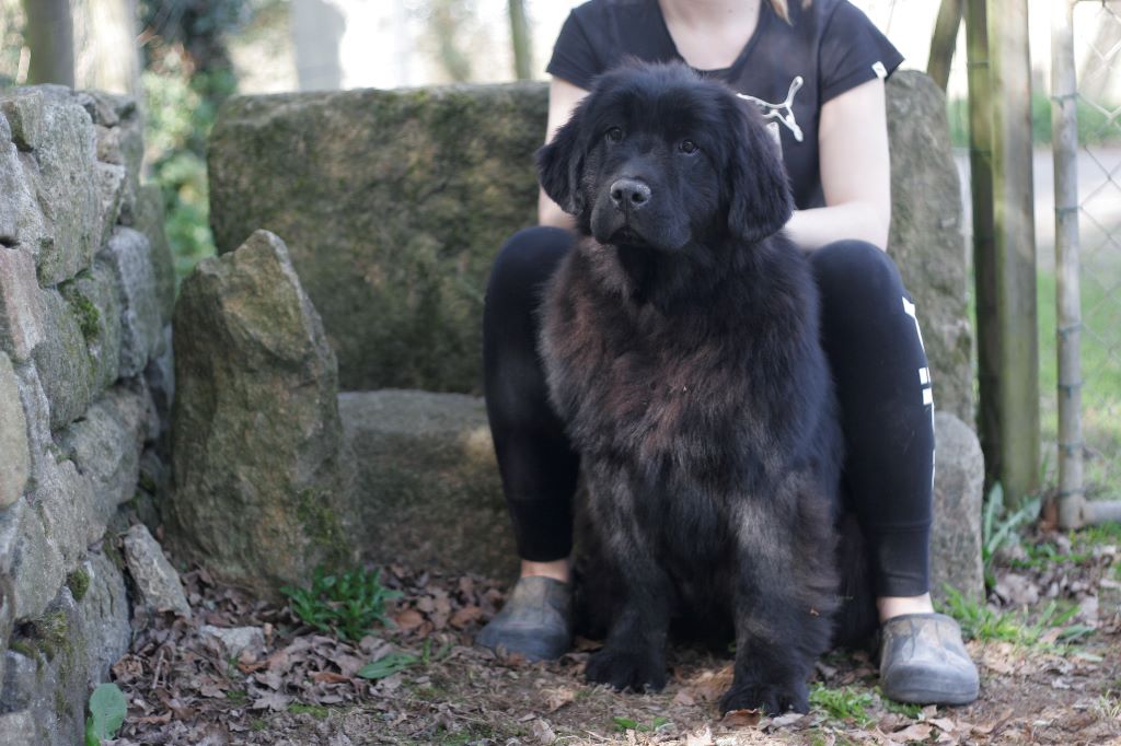 Des sentiers normands - Chiots disponibles - Terre-neuve